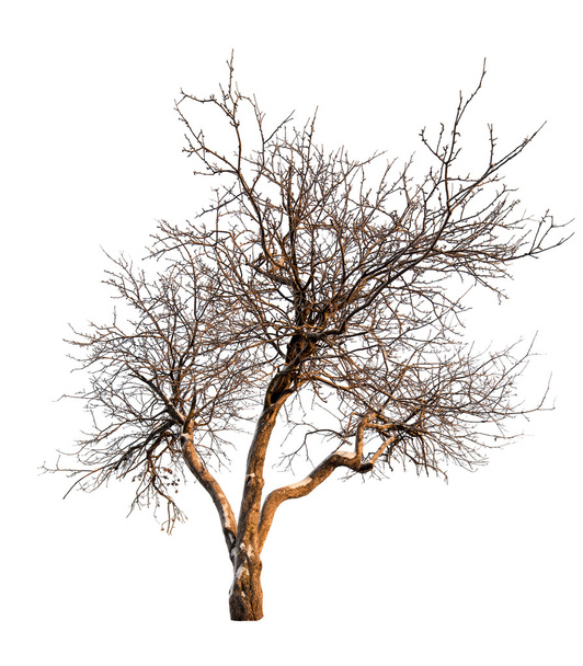 невеликий голі дерева
 - Фото, зображення