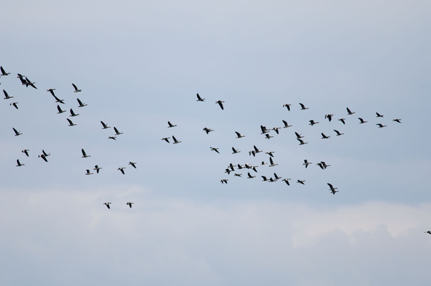 de migratie van wilde ganzen - Foto, afbeelding
