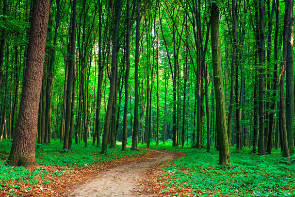 beautiful green forest - Foto, Bild