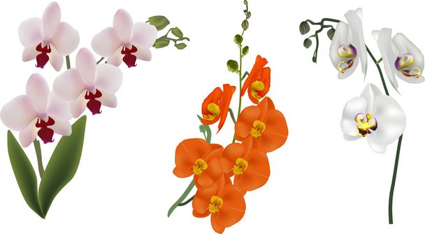 värikkäät orkideat kukat
 - Vektori, kuva
