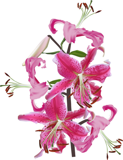 Flores de lirios rosados
 - Vector, imagen