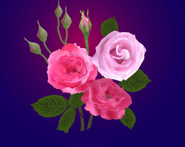 Ροζ τριαντάφυλλα λουλουδιών - Διάνυσμα, εικόνα