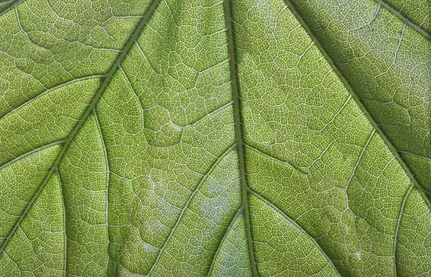 Весняне зелене листя
 - Фото, зображення