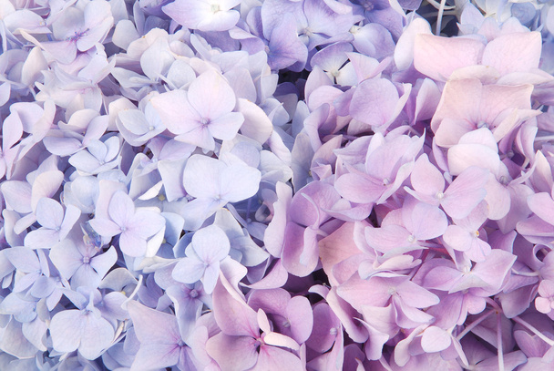 Синий и розовый гортензии макрофилла
 - Фото, изображение