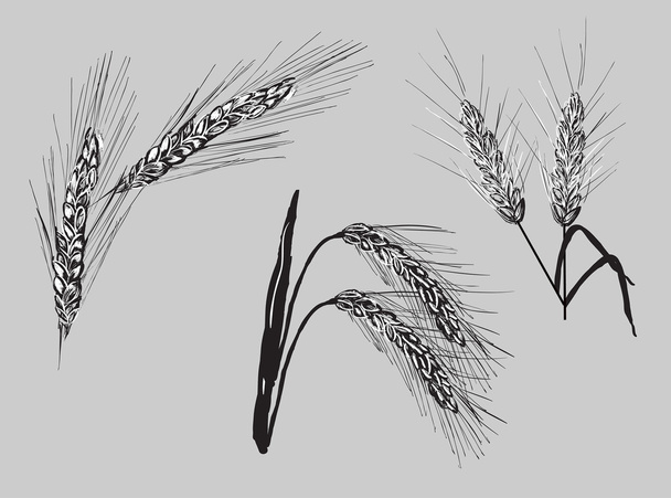 набір пшеничних вух
 - Вектор, зображення