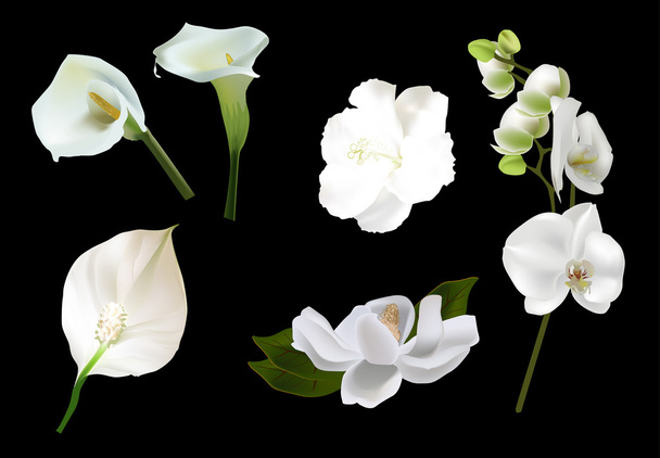 white blooms flowers - Vector, Image