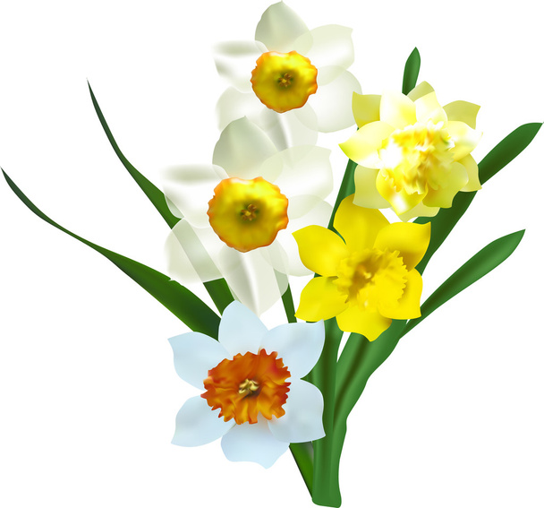 bunch of narcissus flowers - Vector, Image