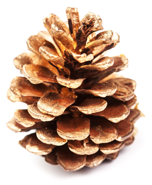 golden pine cone - 写真・画像