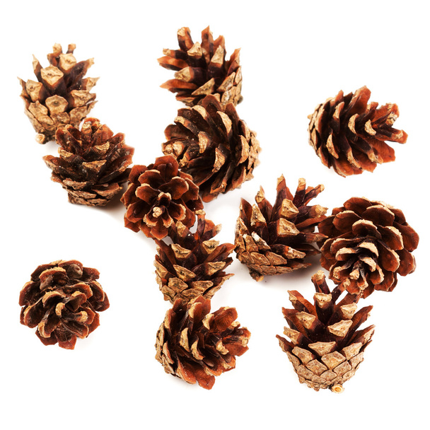 Set of Pine cones - 写真・画像