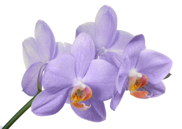 storczyki światło fioletowe kwiaty - Zdjęcie, obraz