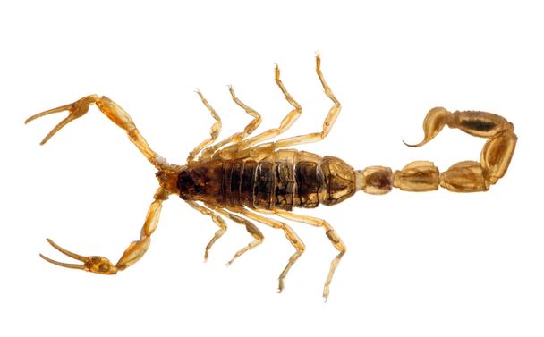 piccolo scorpione dorato
 - Foto, immagini