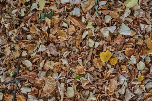 Folhas caídas
 - Foto, Imagem