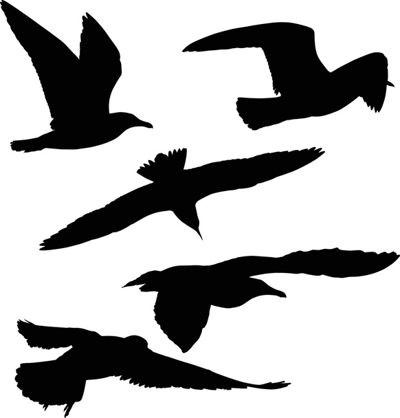 black gulls silhouetts - Vector, Image