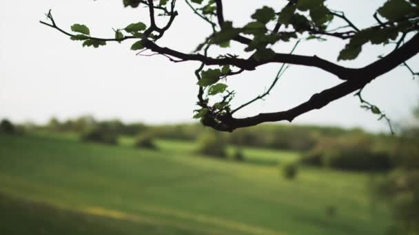 Rural landscape in Wiltshire - Materiał filmowy, wideo
