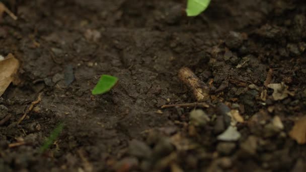 formiche che trasportano foglie a terra
 - Filmati, video