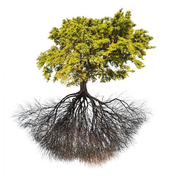 carvalho com raízes
 - Foto, Imagem