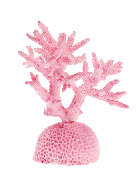 Jasny różowy Koral - Zdjęcie, obraz