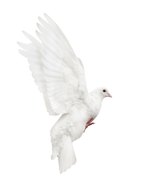 Paloma blanca voladora
 - Foto, Imagen