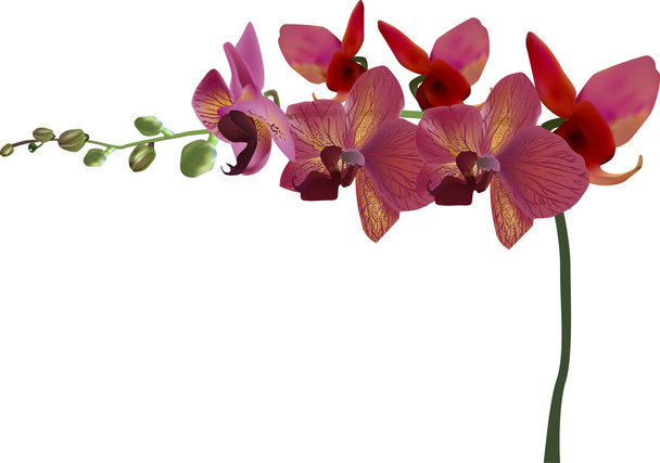 Rama de orquídeas con flores
 - Vector, imagen