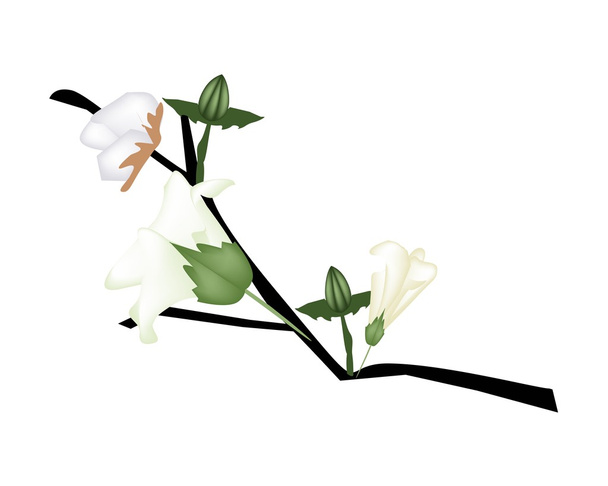 Fresh Cotton Flower with Bud on Branch - Vector, Image