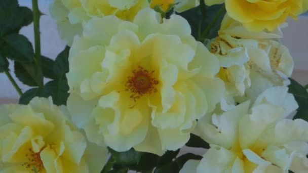 κίτρινο τριαντάφυλλο - Πλάνα, βίντεο