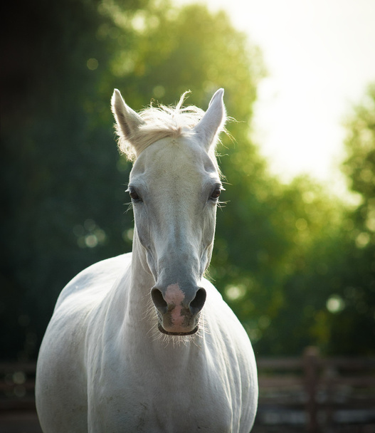 beautiful white horse portrait in summer - Photo, image