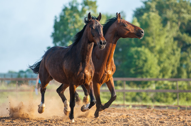 two horses - Photo, Image