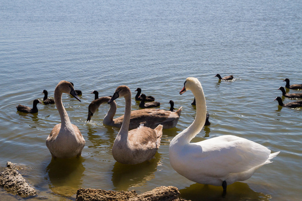 White swans and other birds on the pond - Fotografie, Obrázek