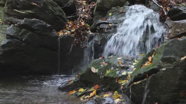 黄色の葉と秋の滝 - 映像、動画