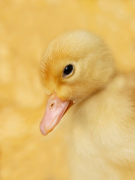 Small duckling on yellow - Photo, Image