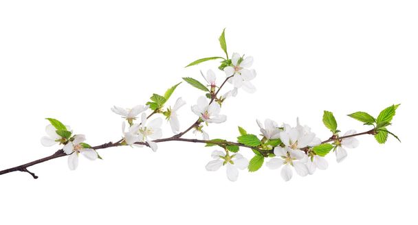 cherry tree blossoming branch - Photo, Image