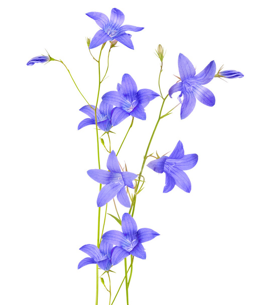 flores de campanilla azul
 - Foto, imagen