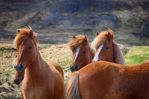 Koń, konie, zwierzęta, natura, jazdy, turystyka, wyścigi konne, Islandia - Zdjęcie, obraz