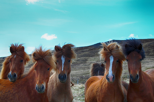 Άλογο, άλογα, ζώα, φύση, βόλτα, τουρισμού, ιπποδρομίες, Ισλανδία - Φωτογραφία, εικόνα