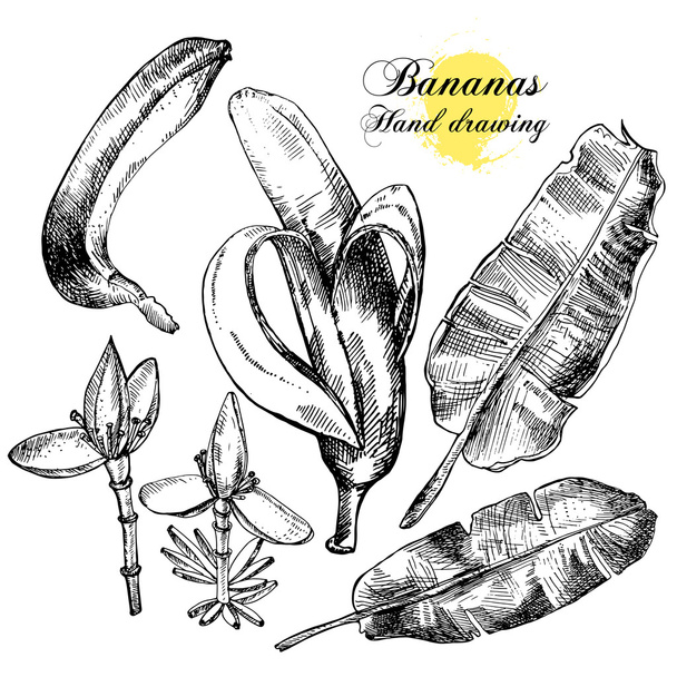Hand drawing bananas. Flowers, fruit and leaves on a white background. - Vector, Image