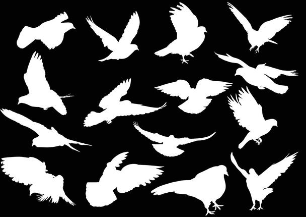 weiße Tauben Silhouetten - Vektor, Bild