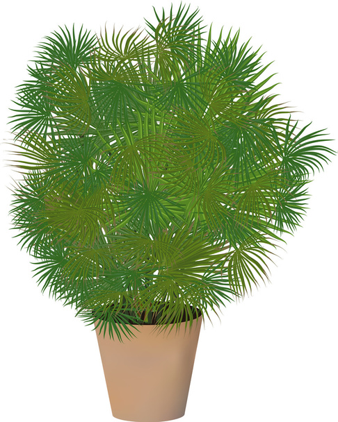 groen palmboom in pot - Vector, afbeelding