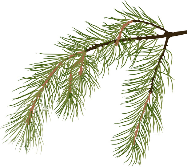 green pine tree branch - Vector, Image