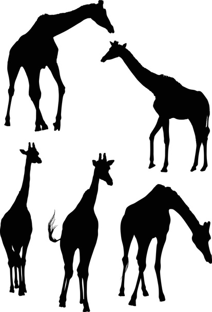 Силуэты чёрных жирафов
 - Вектор,изображение