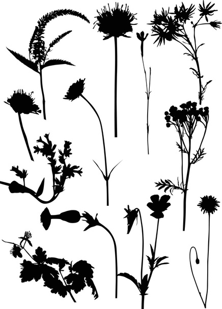 wild flowers silhouettes - Vector, Image