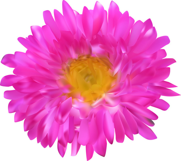 Rosa flor de aster
 - Vector, Imagen