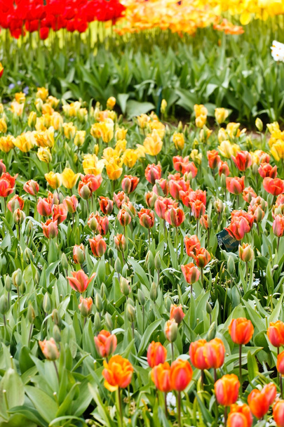 Colorful tulip flowers in spring garden - Fotoğraf, Görsel