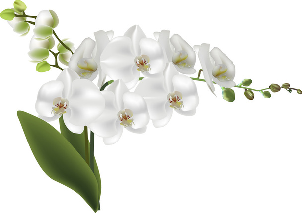 valkoiset suuret orkideat
 - Vektori, kuva