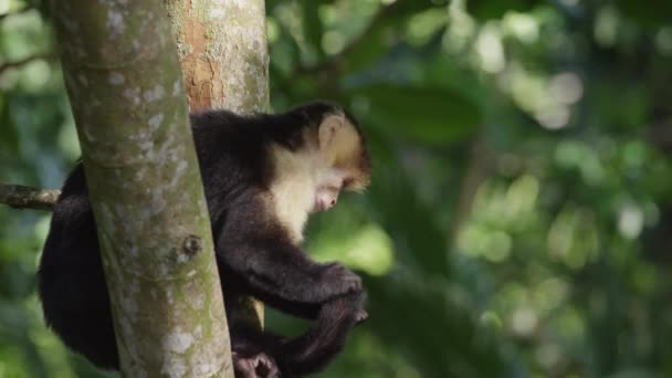 monkey grooming tail in tree - Séquence, vidéo