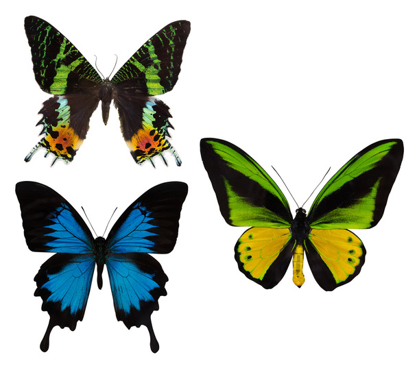 kleurrijke tropische vlinders - Foto, afbeelding