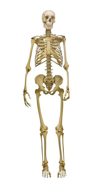 古い人間の骨格 - ベクター画像