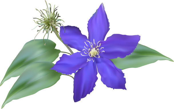 sininen kukka lehdet
 - Vektori, kuva