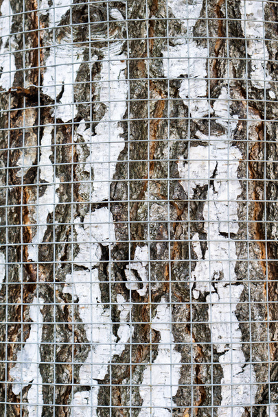 Vangnet op berkenschors tegen knaagdieren textuur - Foto, afbeelding