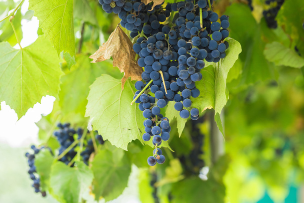 Kawałki czerwonych winogron - Zdjęcie, obraz