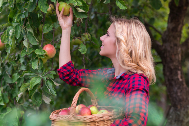 Beautiful woman harvesting apples - Foto, Imagen